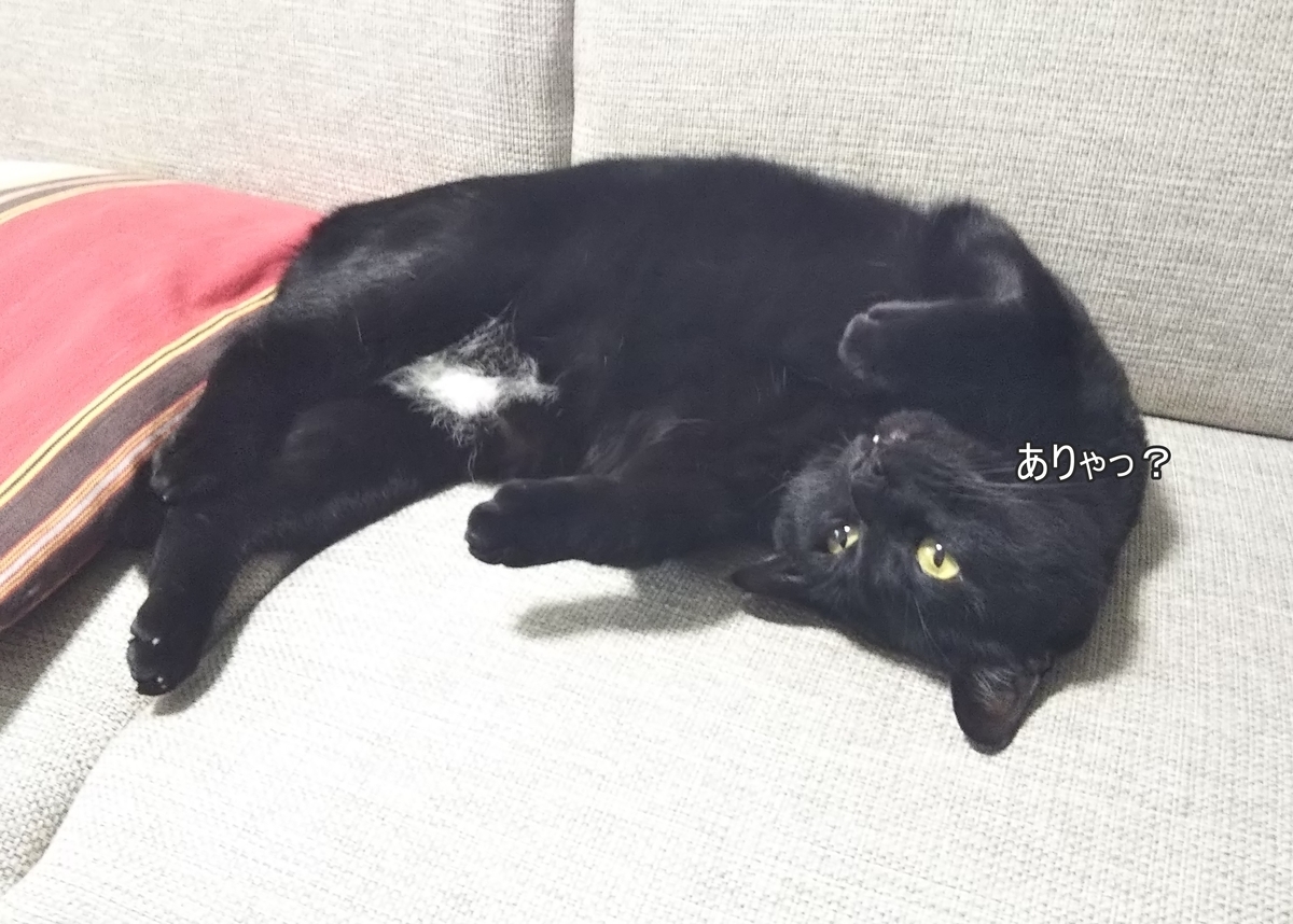 f:id:tarojiroko:20190619091604j:plain