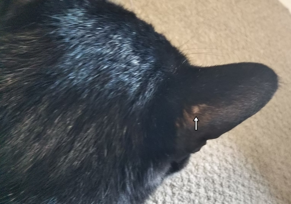 f:id:tarojiroko:20190619110208j:plain f:id:tarojiroko:20190619110208j:plain