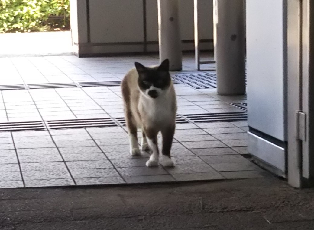 f:id:tarojiroko:20190624152215j:plain