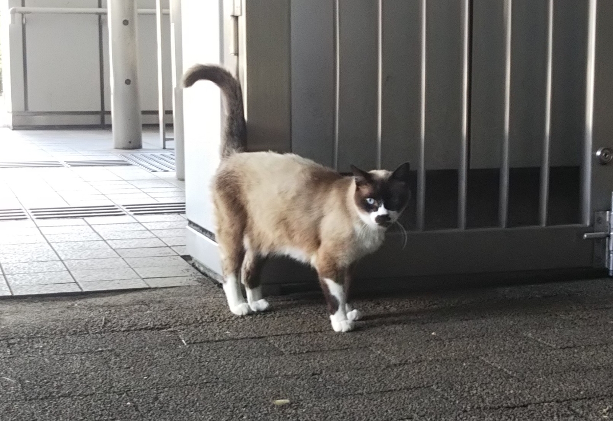 f:id:tarojiroko:20190624152230j:plain