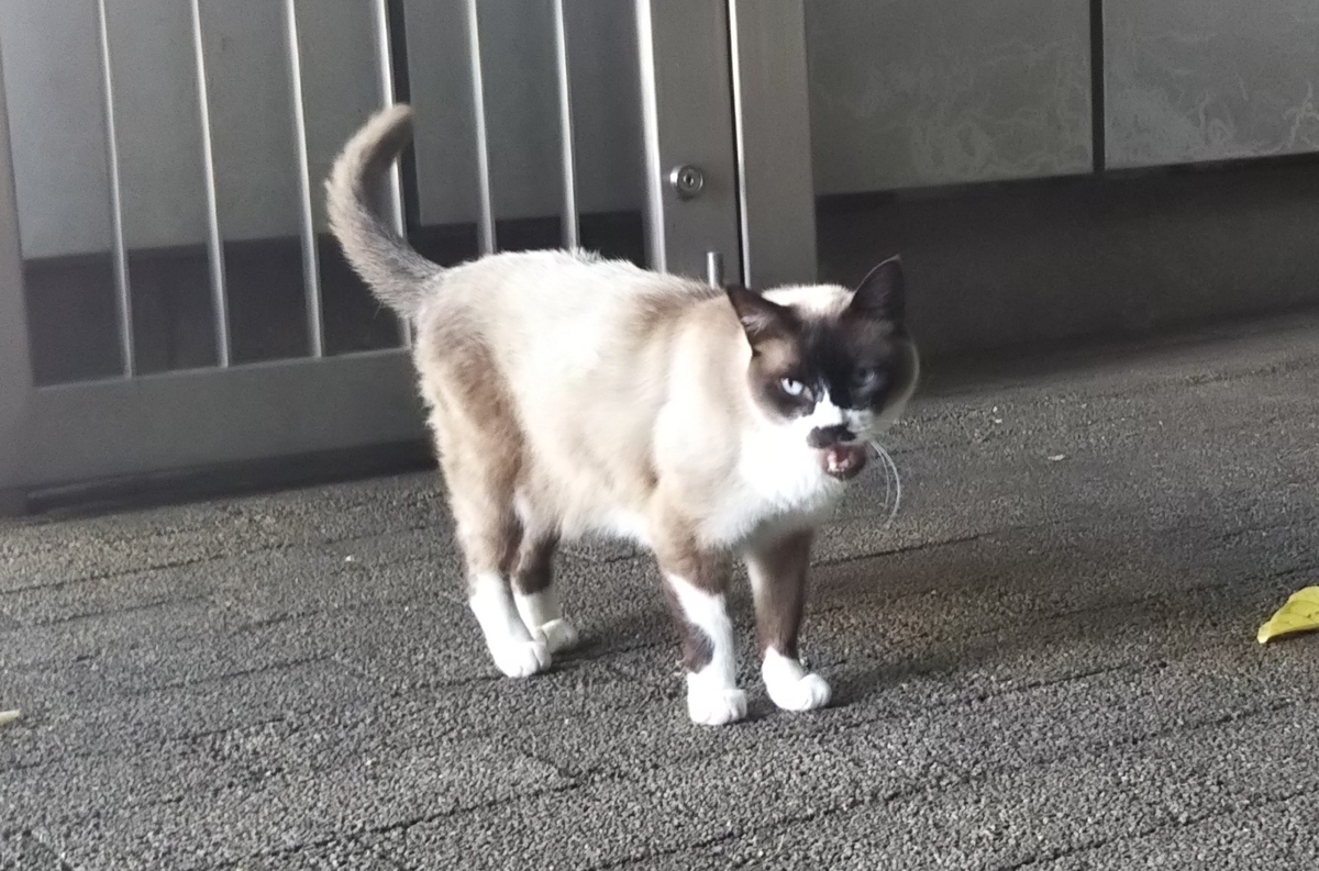 f:id:tarojiroko:20190624152234j:plain