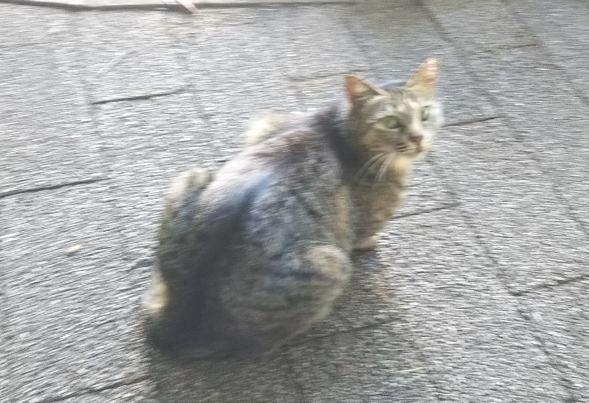 f:id:tarojiroko:20190624152555j:plain