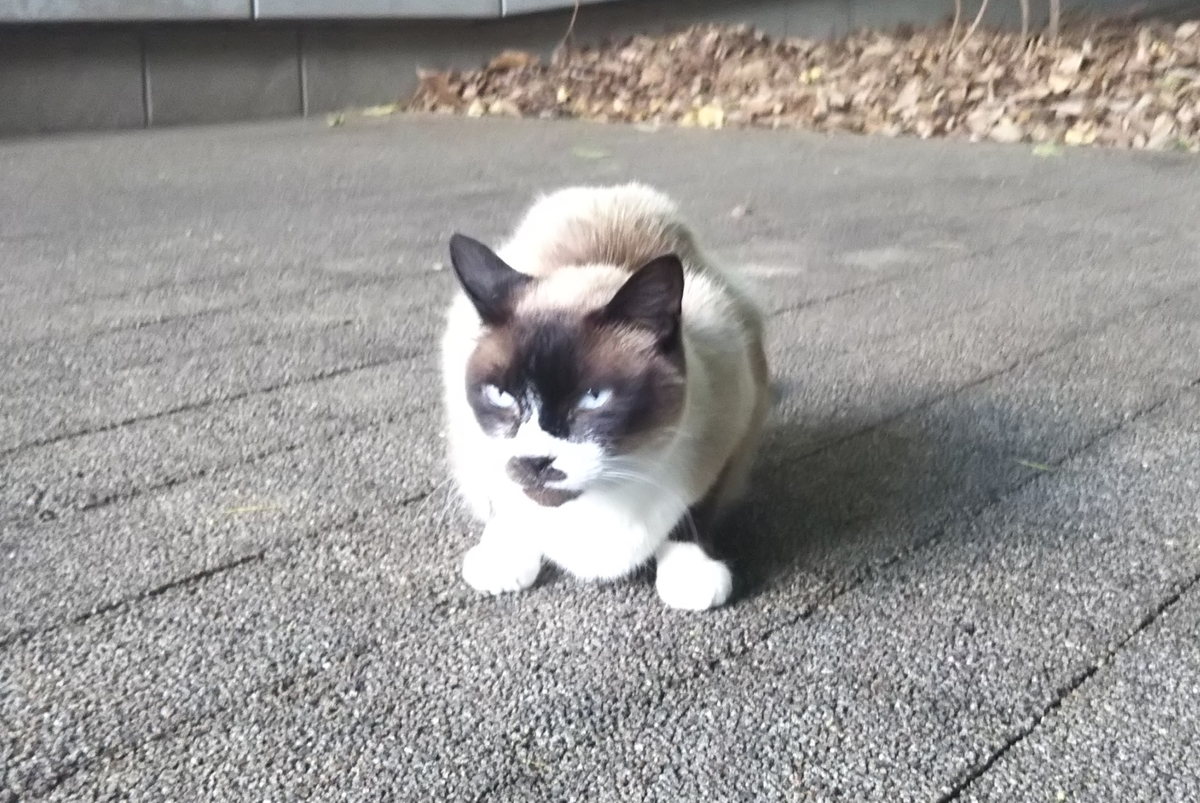 f:id:tarojiroko:20190624152603j:plain