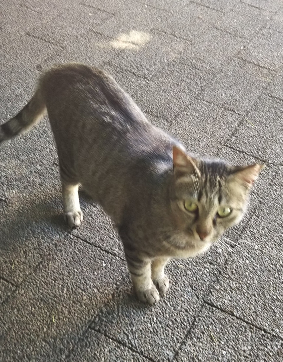f:id:tarojiroko:20190624152643j:plain