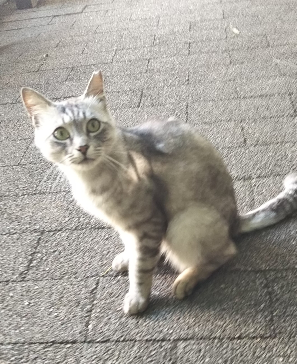 f:id:tarojiroko:20190624152839j:plain