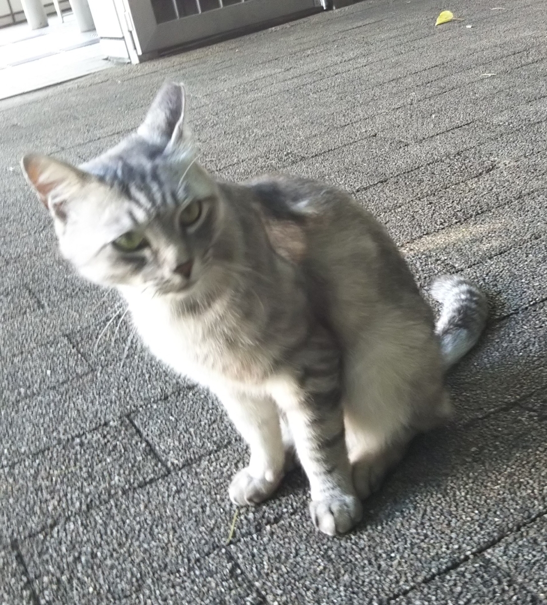 f:id:tarojiroko:20190624152907j:plain