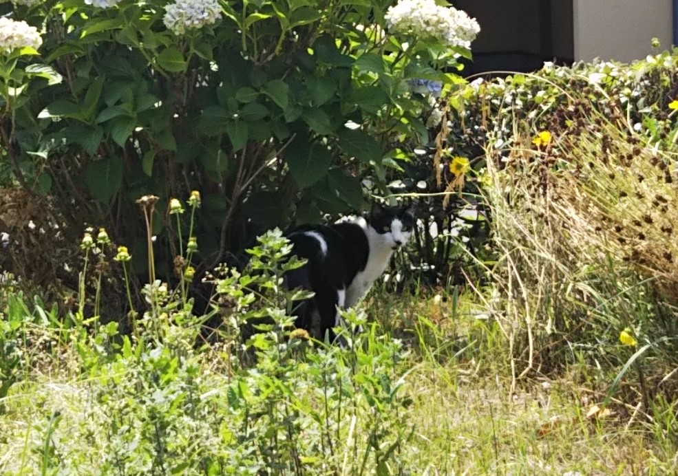 f:id:tarojiroko:20190628135221j:plain f:id:tarojiroko:20190628135221j:plain