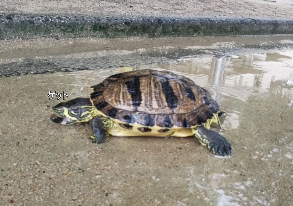 f:id:tarojiroko:20190719112756j:plain f:id:tarojiroko:20190719112756j:plain