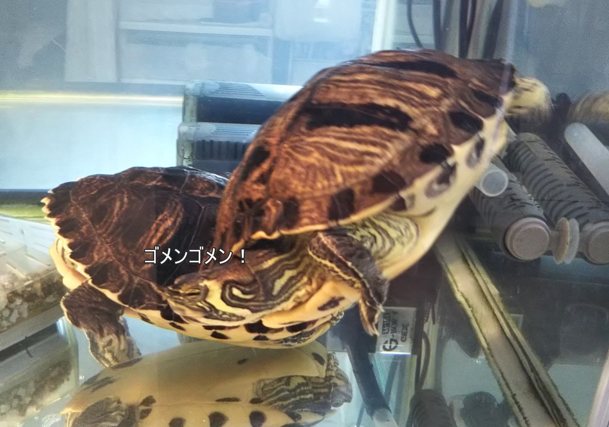 f:id:tarojiroko:20190719142842j:plain f:id:tarojiroko:20190719142842j:plain