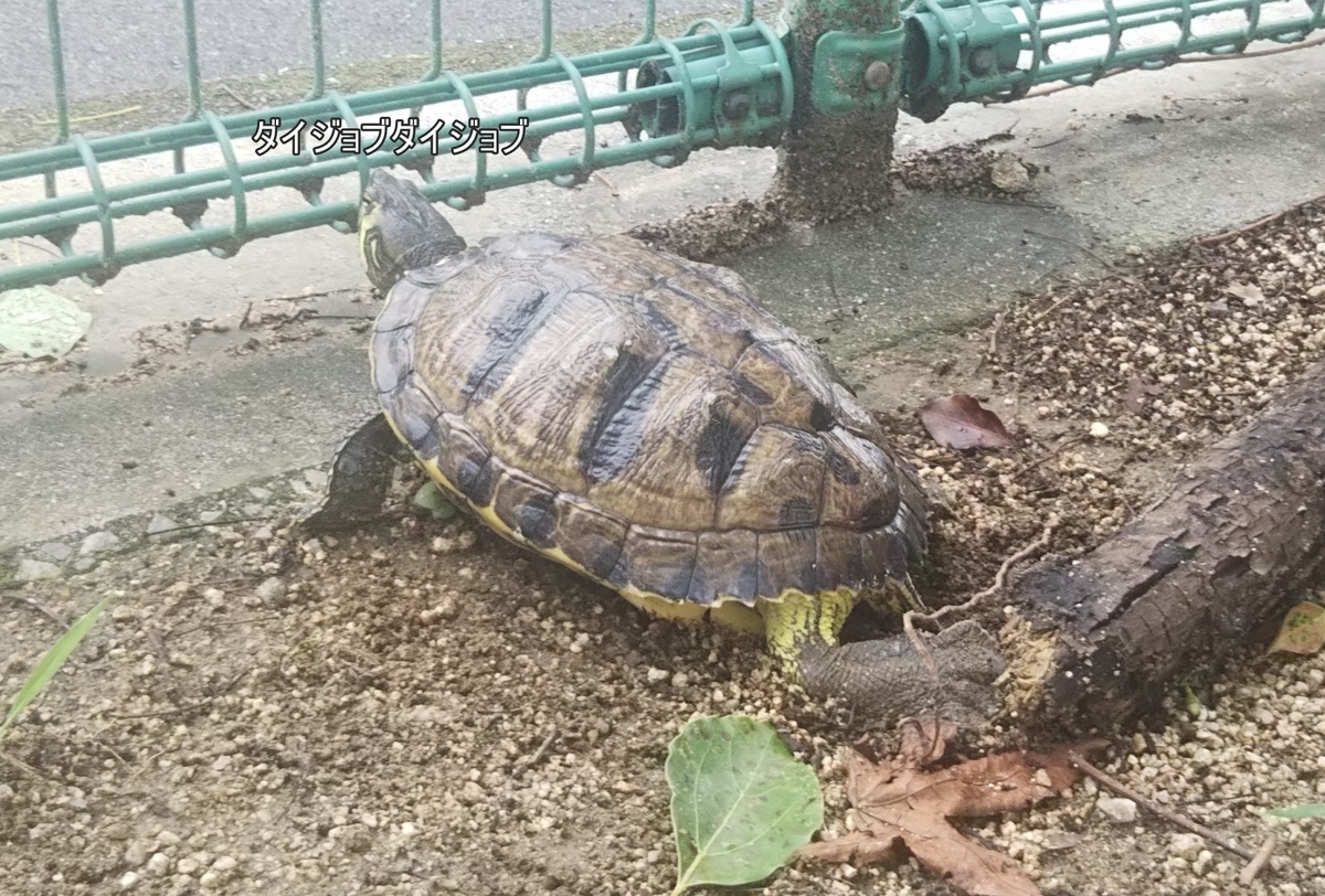 f:id:tarojiroko:20190723154221j:plain f:id:tarojiroko:20190723154221j:plain