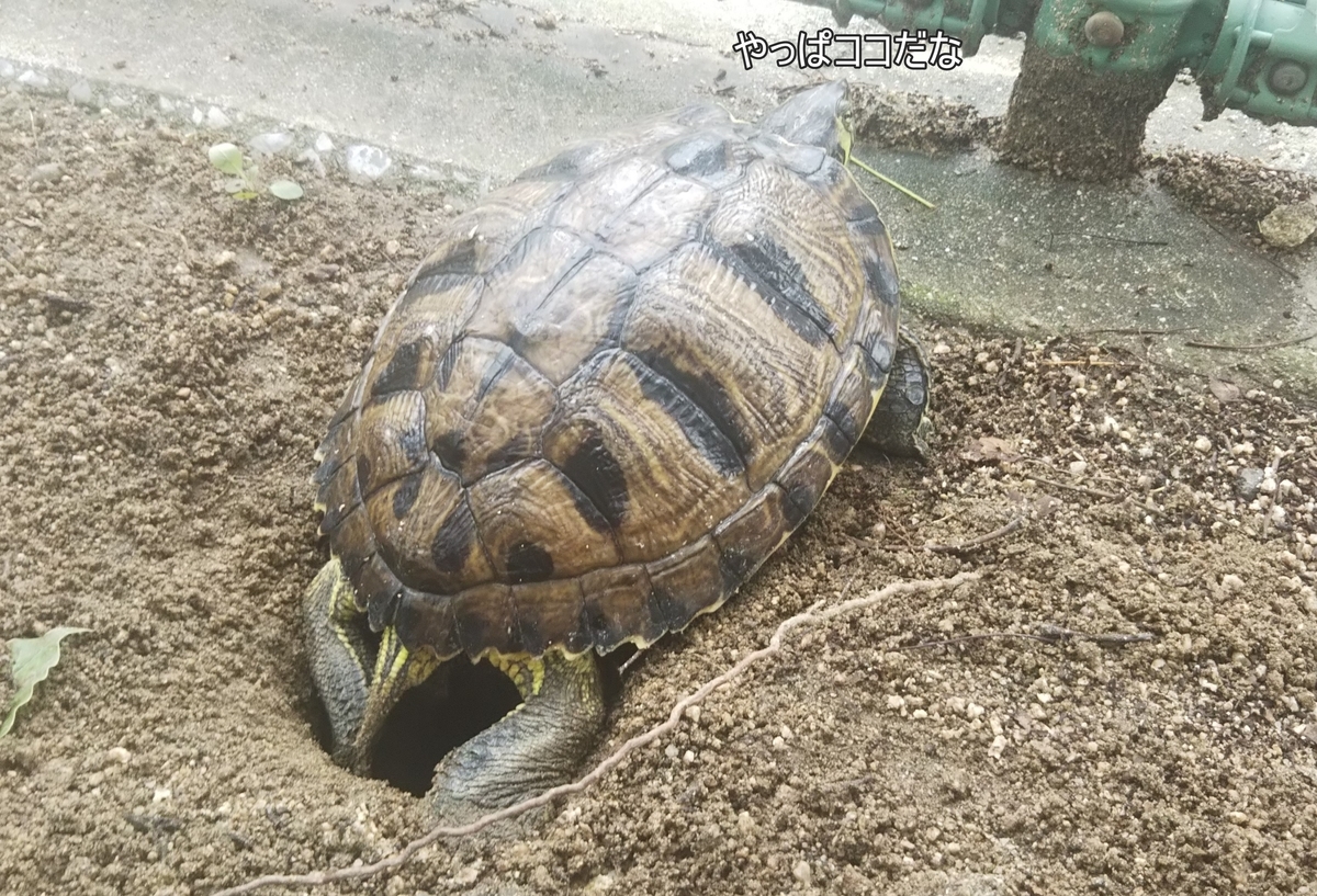f:id:tarojiroko:20190723161558j:plain f:id:tarojiroko:20190723161558j:plain