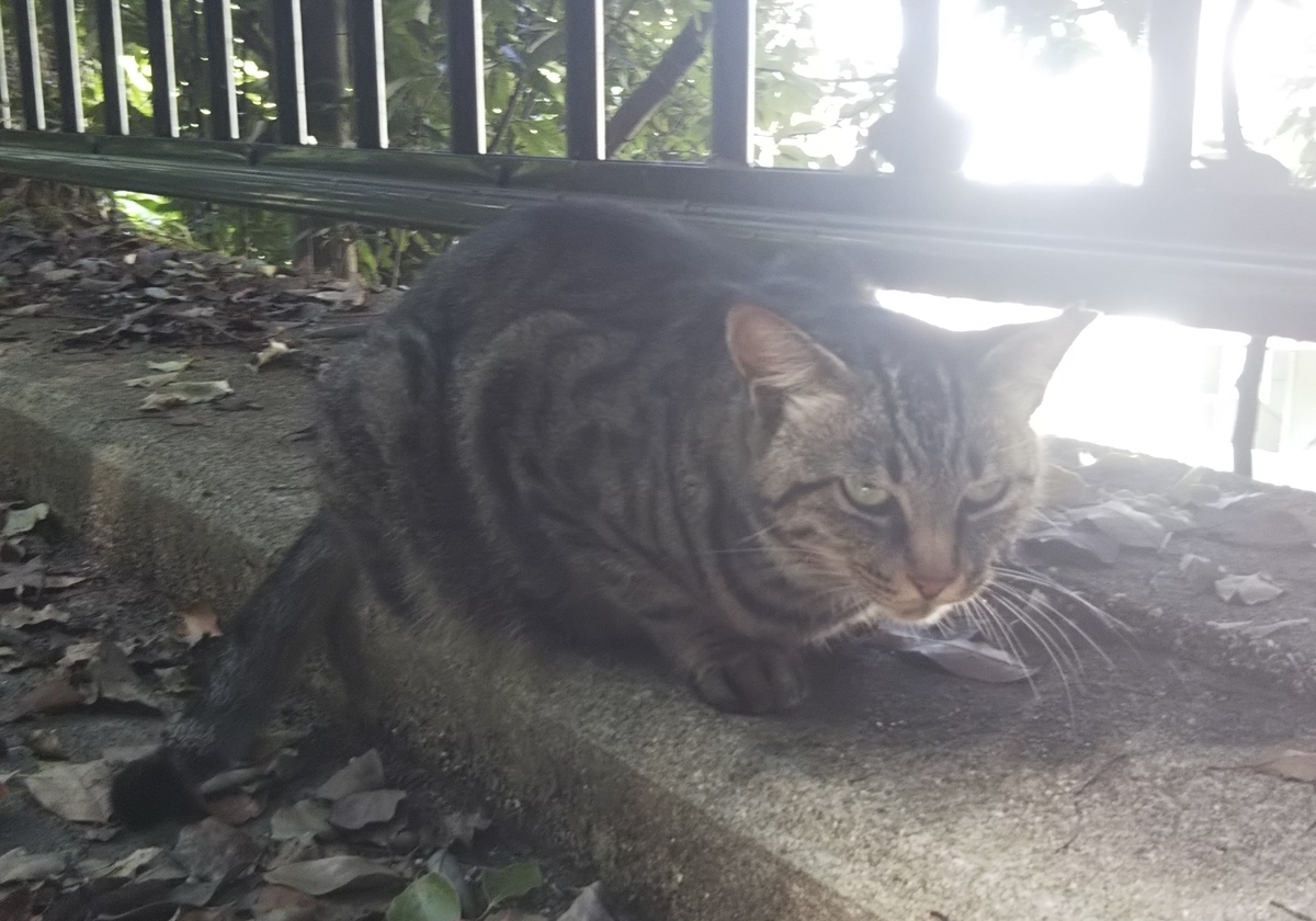f:id:tarojiroko:20190730143808j:plain