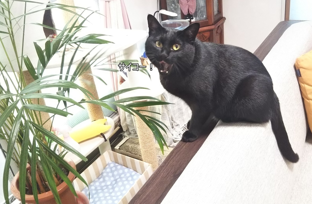 巨大猫草 ネコづくし 巨大猫草 ネコづくし