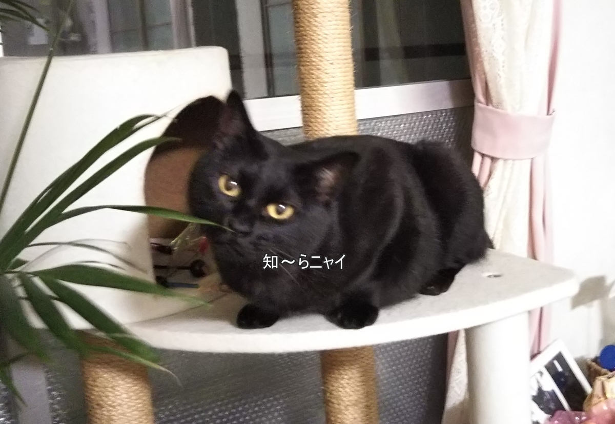 f:id:tarojiroko:20190811195638j:plain