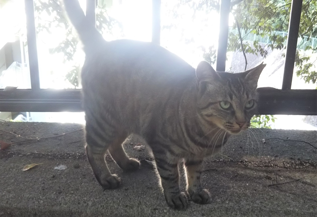 f:id:tarojiroko:20190812143429j:plain