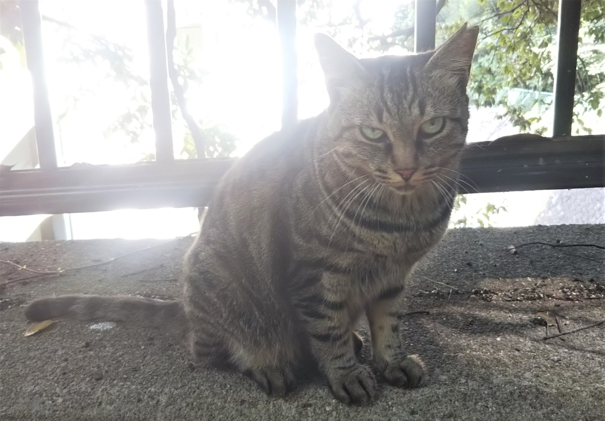 f:id:tarojiroko:20190812143436j:plain