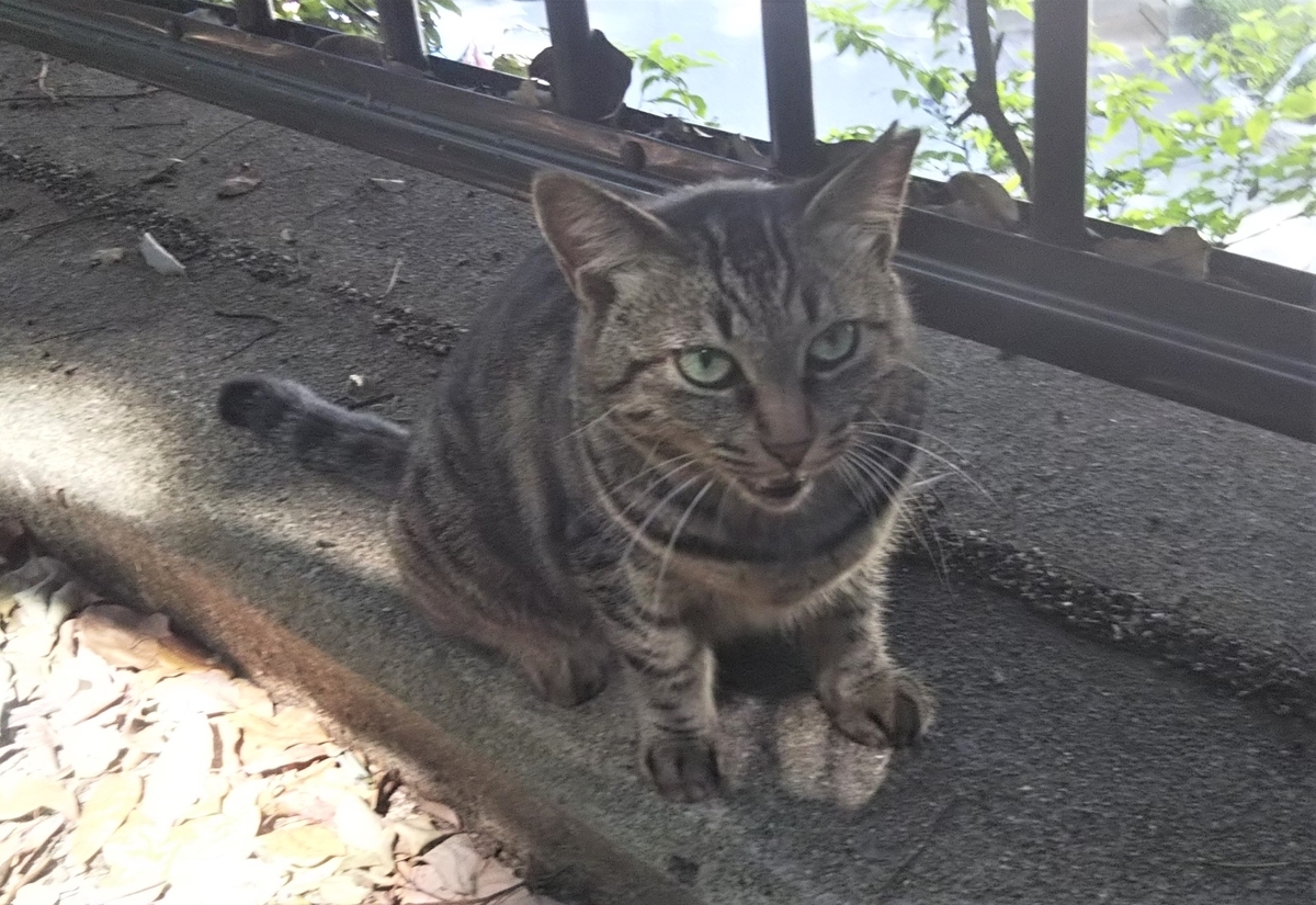 f:id:tarojiroko:20190812143757j:plain