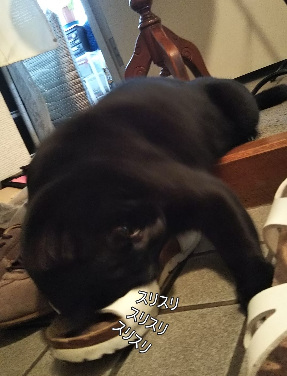 f:id:tarojiroko:20191005112720j:plain f:id:tarojiroko:20191005112720j:plain
