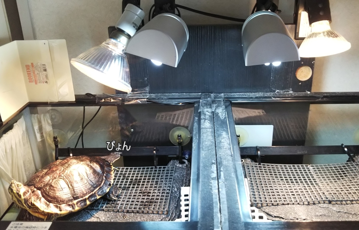 f:id:tarojiroko:20191010100834j:plain f:id:tarojiroko:20191010100834j:plain
