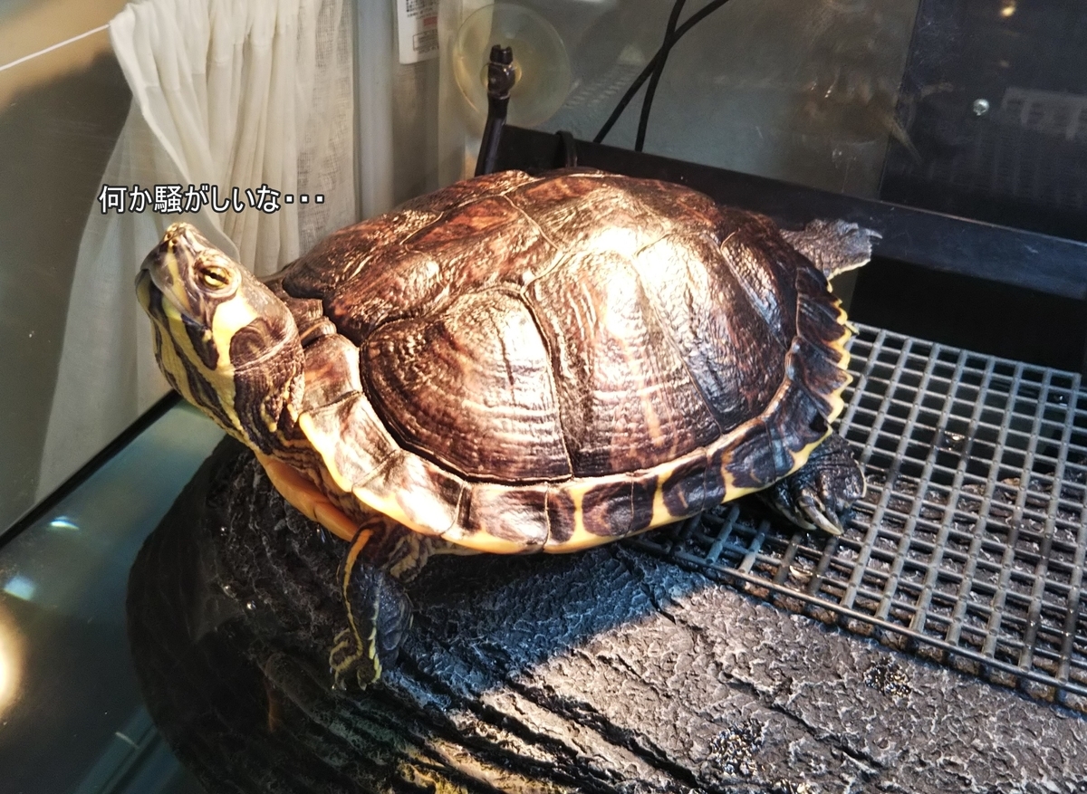 f:id:tarojiroko:20191010100928j:plain f:id:tarojiroko:20191010100928j:plain