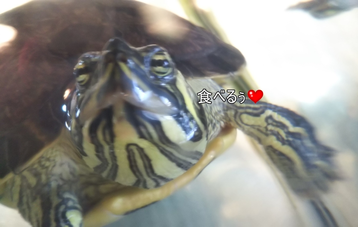 f:id:tarojiroko:20191010100944j:plain f:id:tarojiroko:20191010100944j:plain