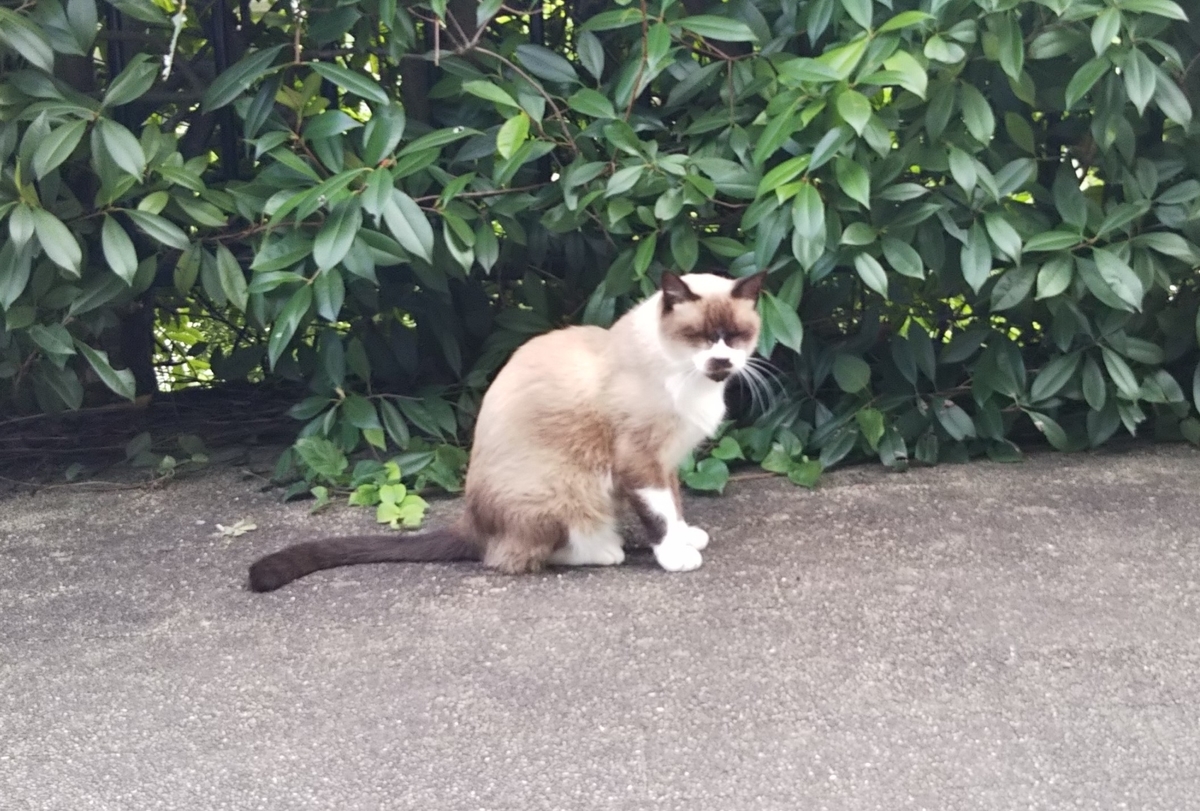 f:id:tarojiroko:20191014140410j:plain f:id:tarojiroko:20191014140410j:plain