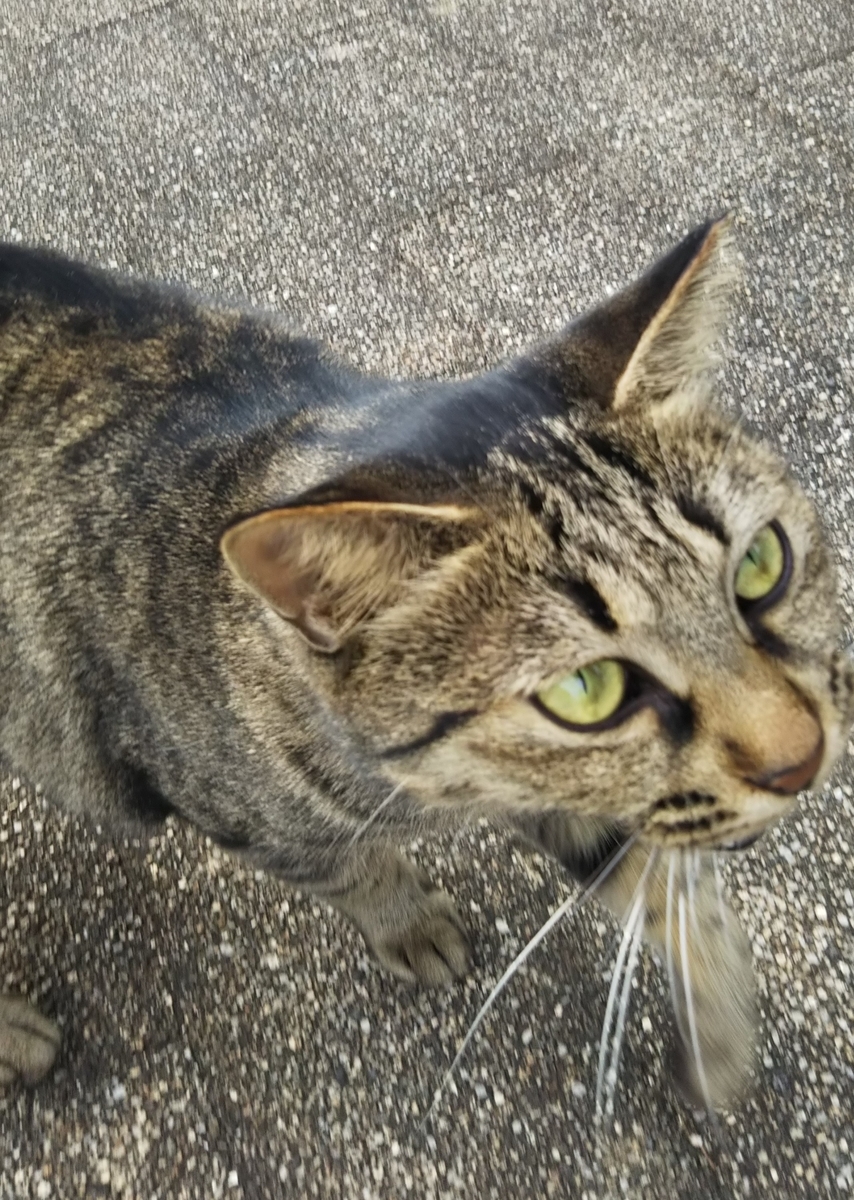 f:id:tarojiroko:20191014140641j:plain f:id:tarojiroko:20191014140641j:plain
