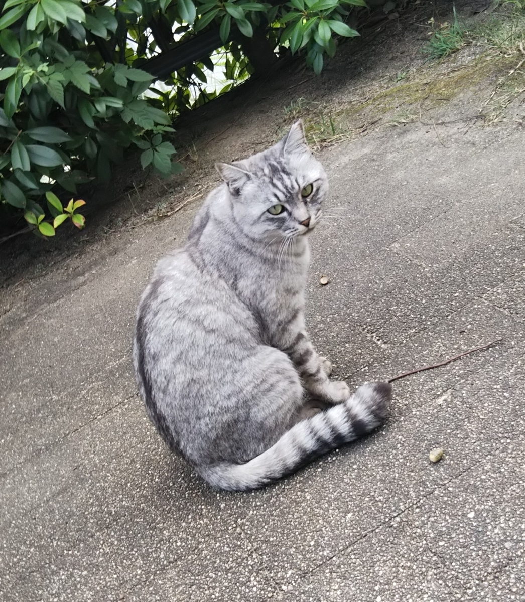 f:id:tarojiroko:20191014140712j:plain f:id:tarojiroko:20191014140712j:plain