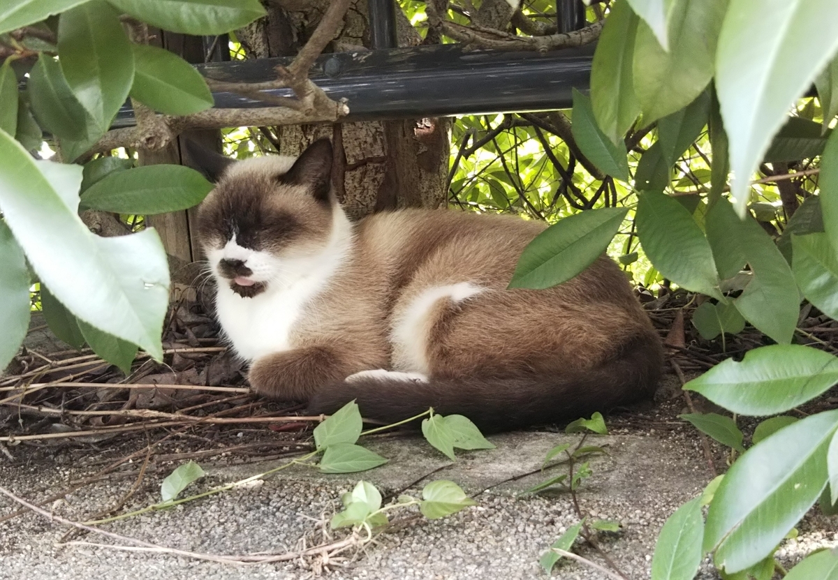 f:id:tarojiroko:20191014141102j:plain f:id:tarojiroko:20191014141102j:plain