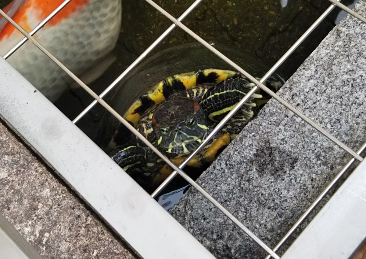 f:id:tarojiroko:20191020155259j:plain f:id:tarojiroko:20191020155259j:plain