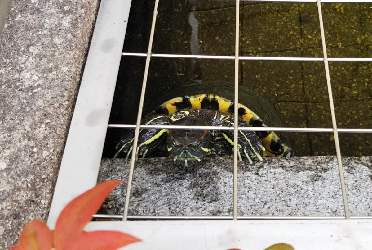 f:id:tarojiroko:20191020155936j:plain f:id:tarojiroko:20191020155936j:plain