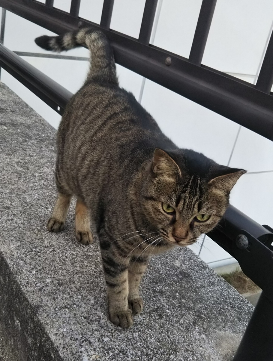f:id:tarojiroko:20191030170703j:plain