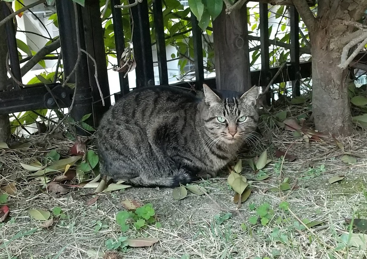 f:id:tarojiroko:20191106160430j:plain