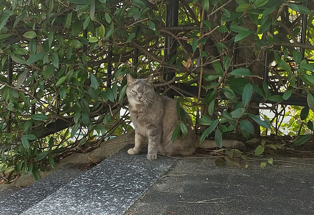 f:id:tarojiroko:20191113142049j:plain