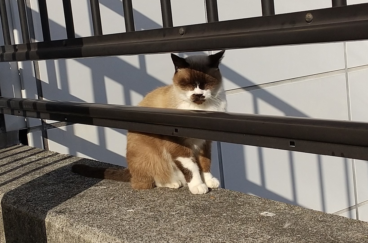 f:id:tarojiroko:20191113142102j:plain