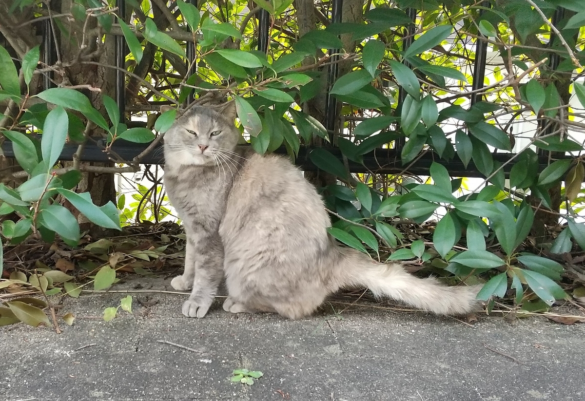 f:id:tarojiroko:20191113142252j:plain