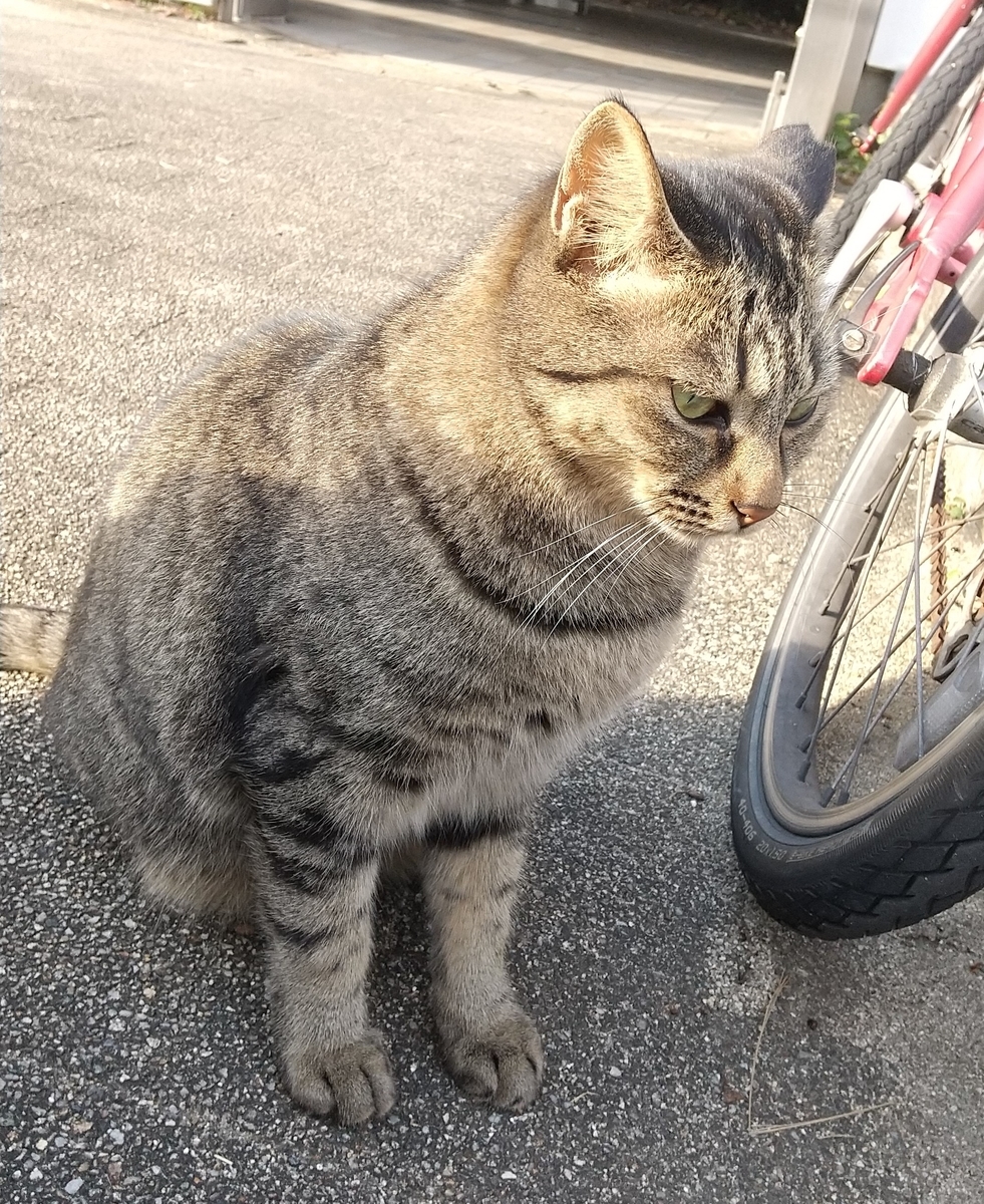 f:id:tarojiroko:20191113142303j:plain