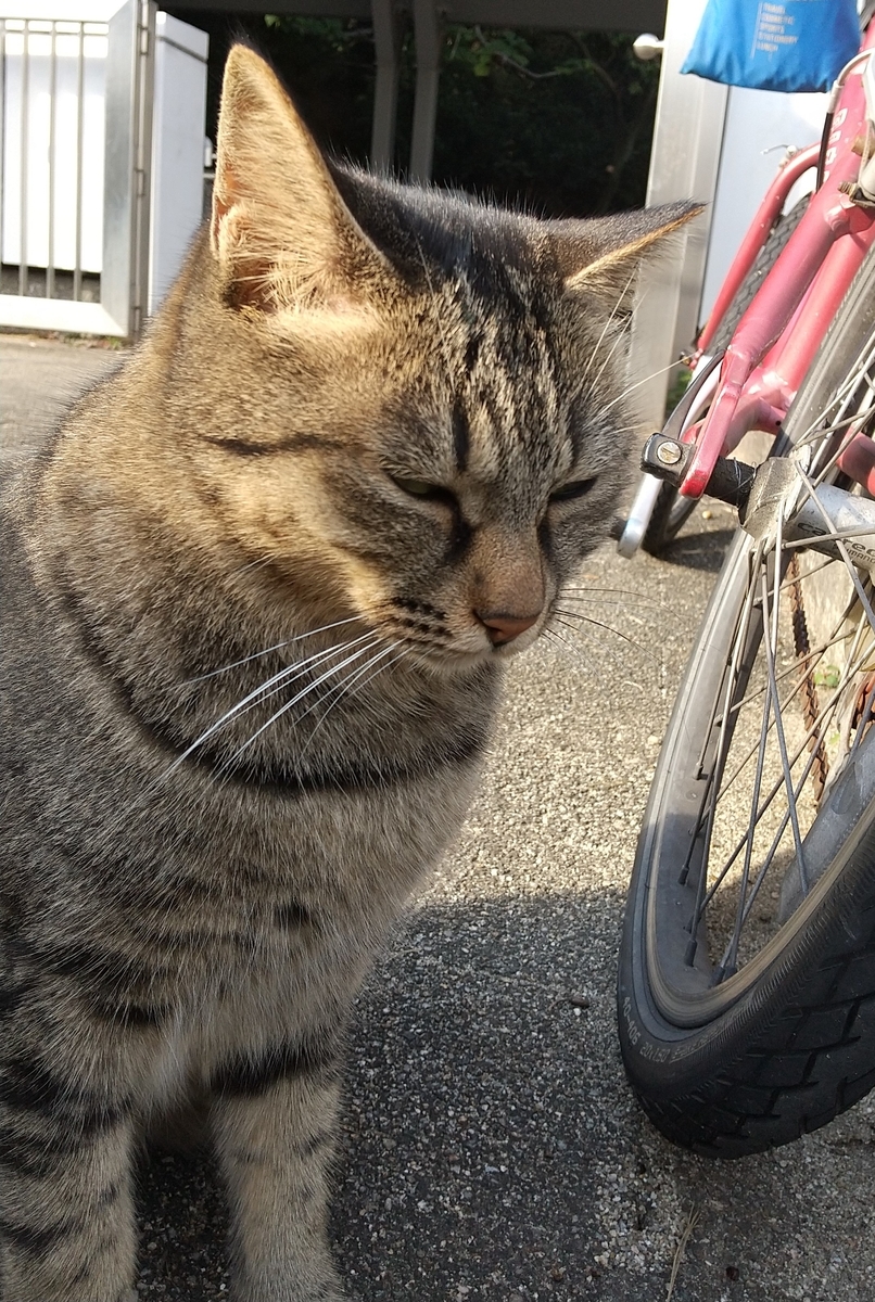 f:id:tarojiroko:20191113142310j:plain