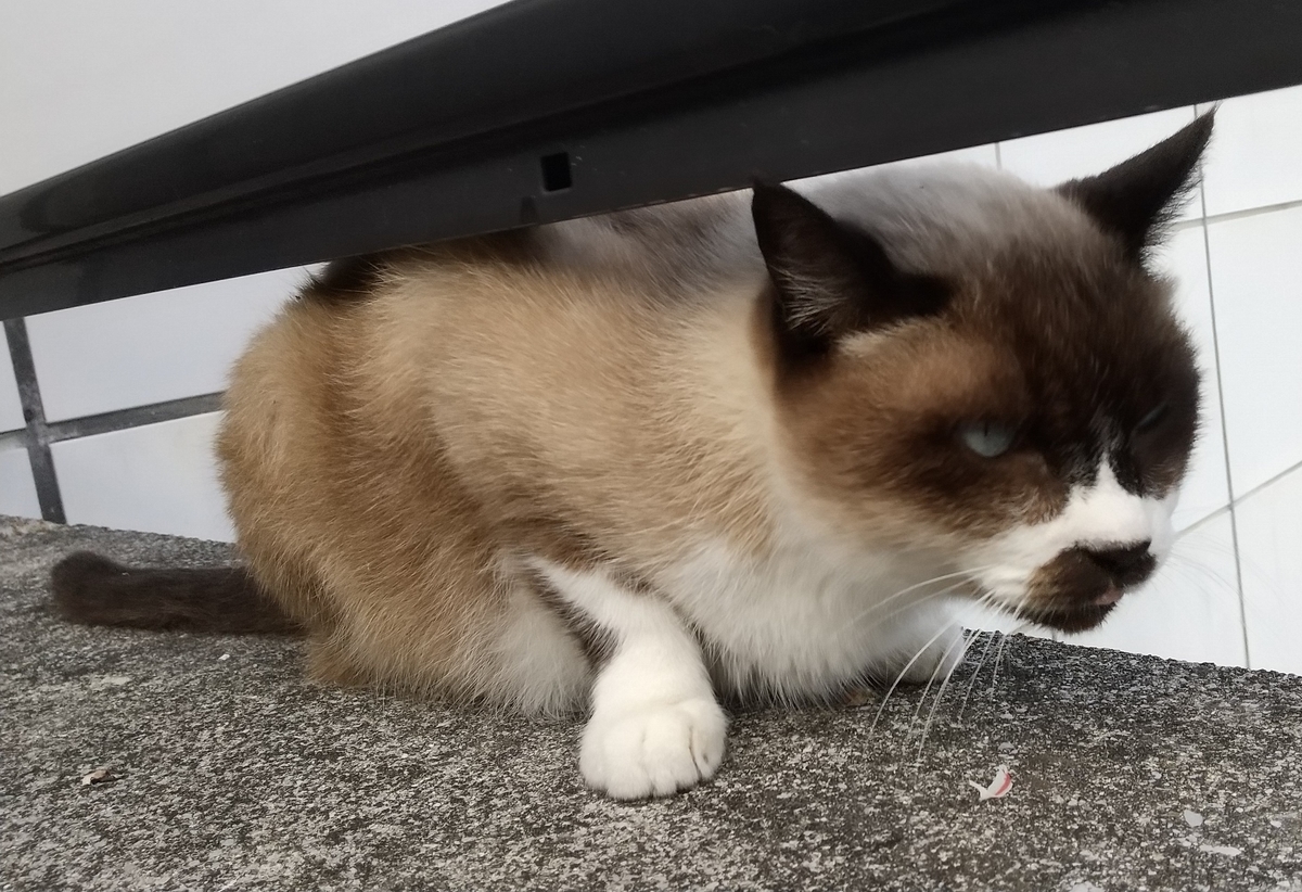 f:id:tarojiroko:20191113142929j:plain
