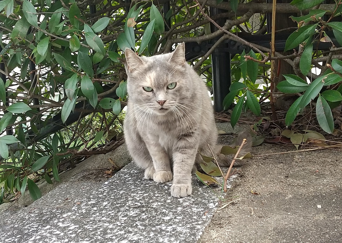 f:id:tarojiroko:20191113143010j:plain
