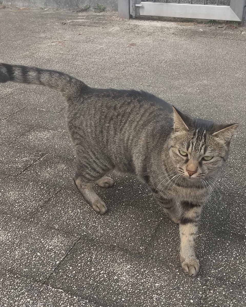 f:id:tarojiroko:20191113143114j:plain
