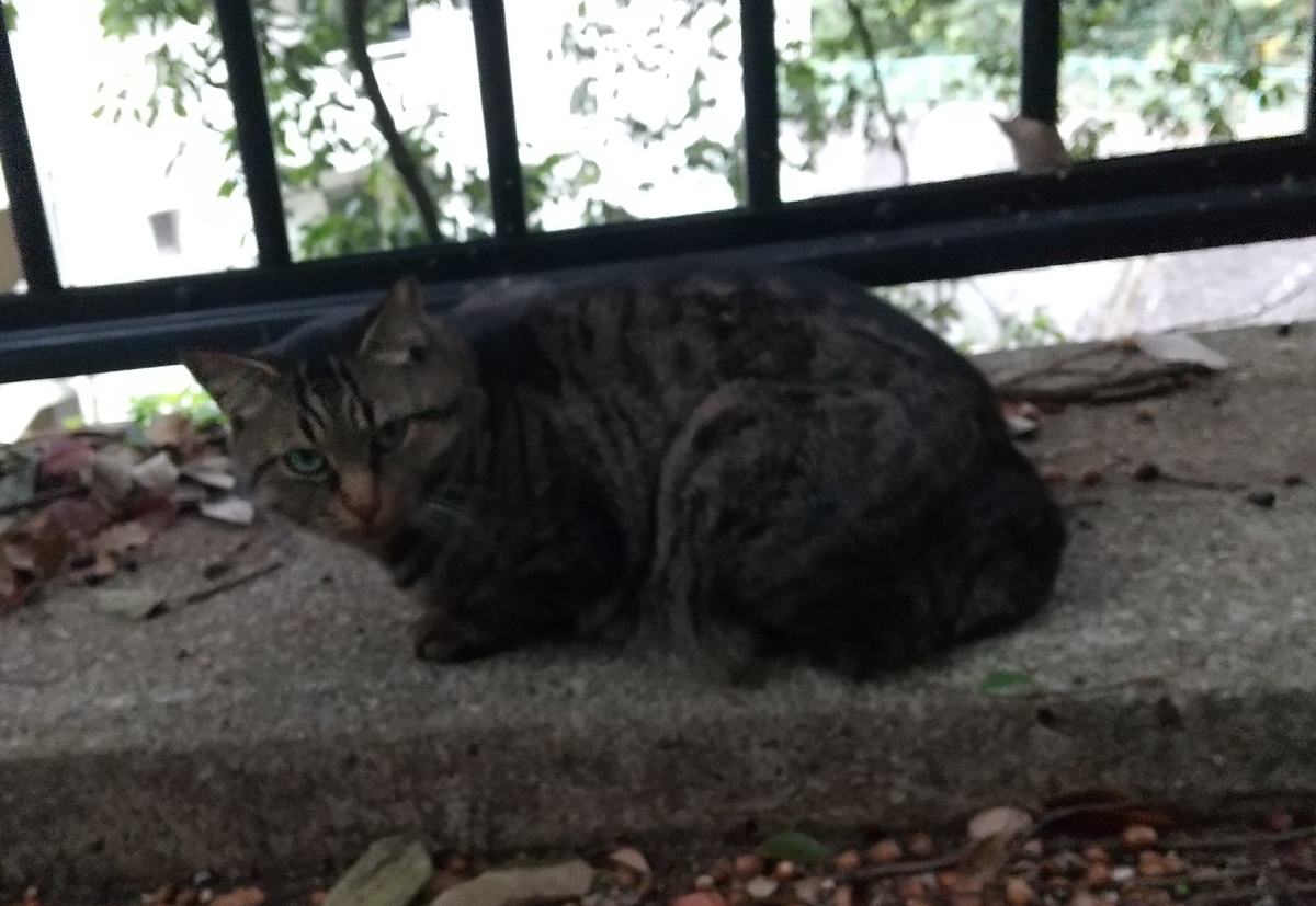 f:id:tarojiroko:20191113143914j:plain