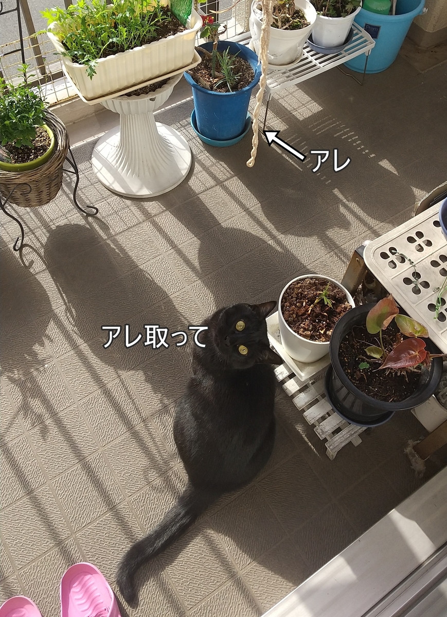 f:id:tarojiroko:20191120102105j:plain