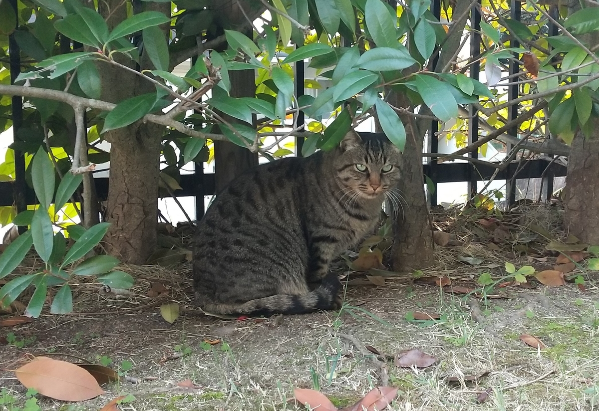 f:id:tarojiroko:20191121143217j:plain f:id:tarojiroko:20191121143217j:plain