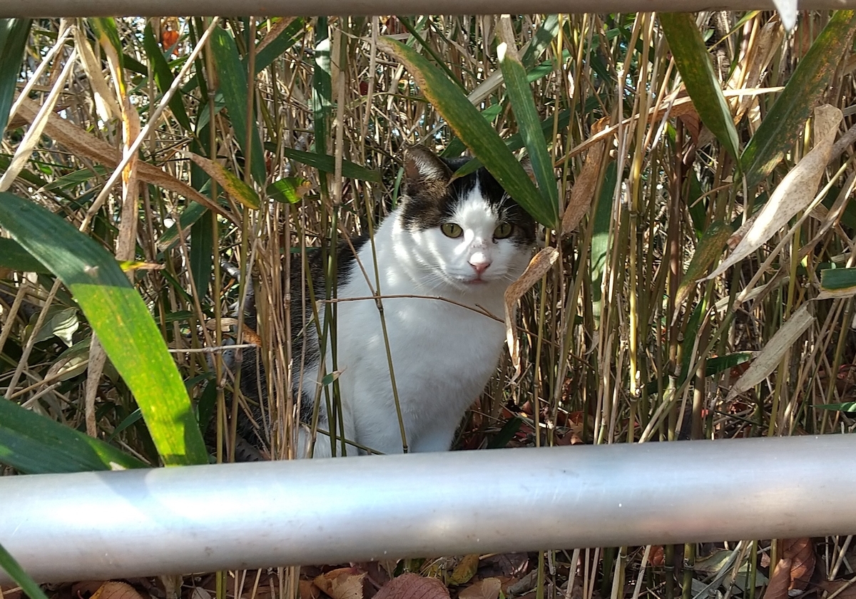 f:id:tarojiroko:20191121145855j:plain f:id:tarojiroko:20191121145855j:plain