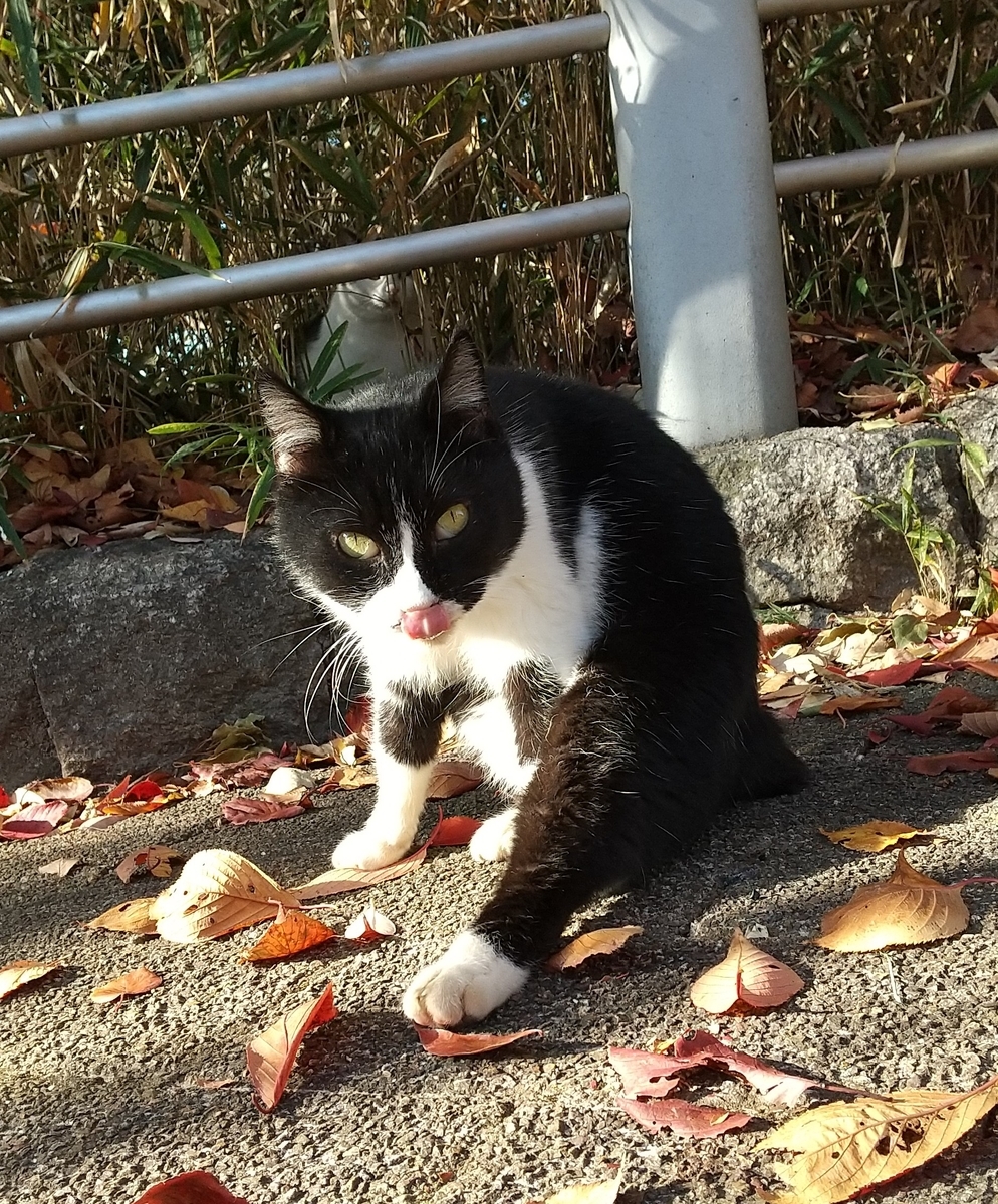 f:id:tarojiroko:20191121145906j:plain f:id:tarojiroko:20191121145906j:plain