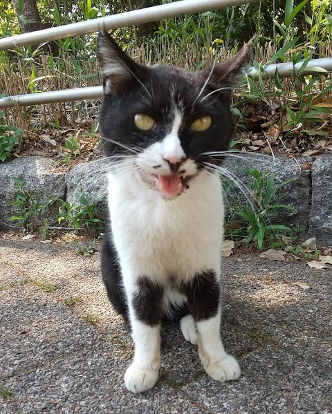 f:id:tarojiroko:20200430193925j:plain
