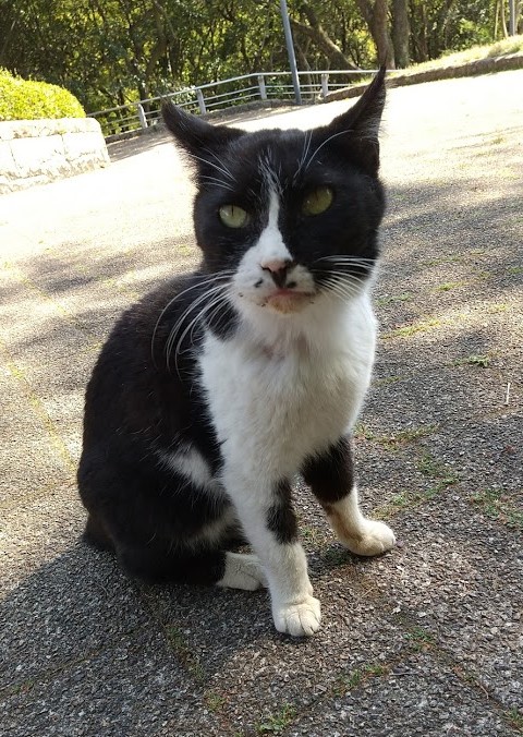 f:id:tarojiroko:20200430193933j:plain