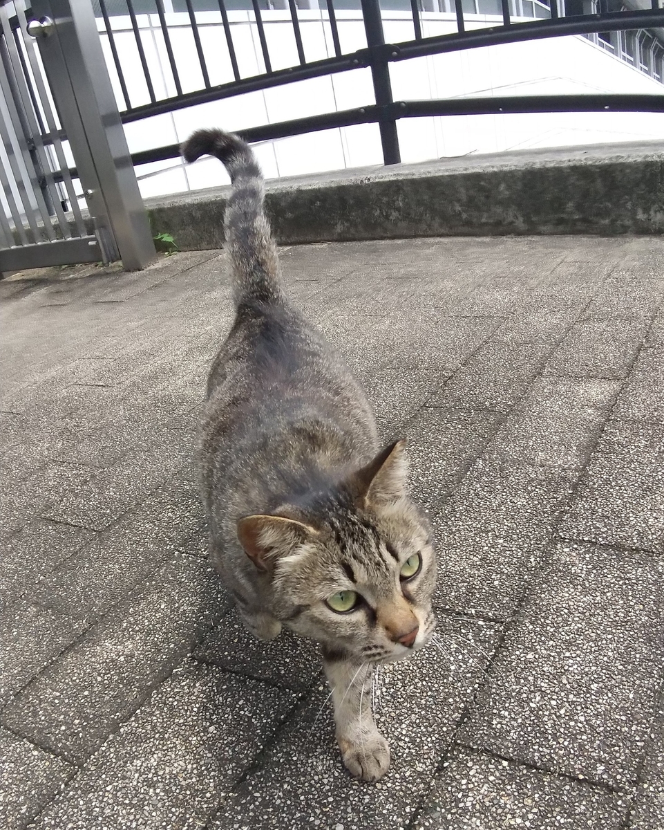 f:id:tarojiroko:20200615111357j:plain