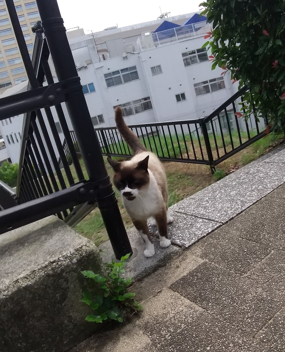f:id:tarojiroko:20200615111401j:plain